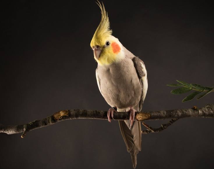 cockatiel