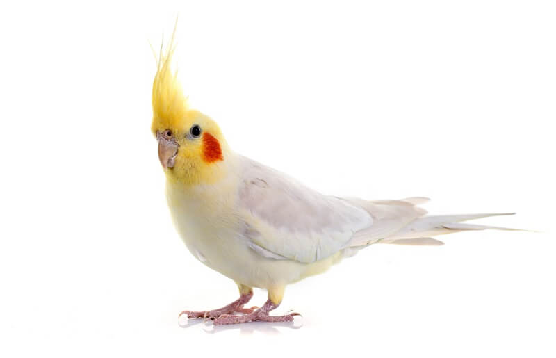 A Cockatiel